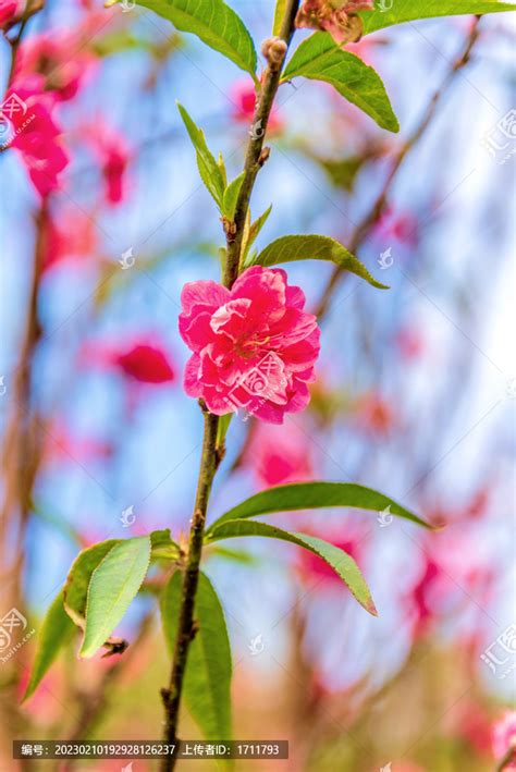 什麼是桃花|桃花（蔷薇科桃李属植物）